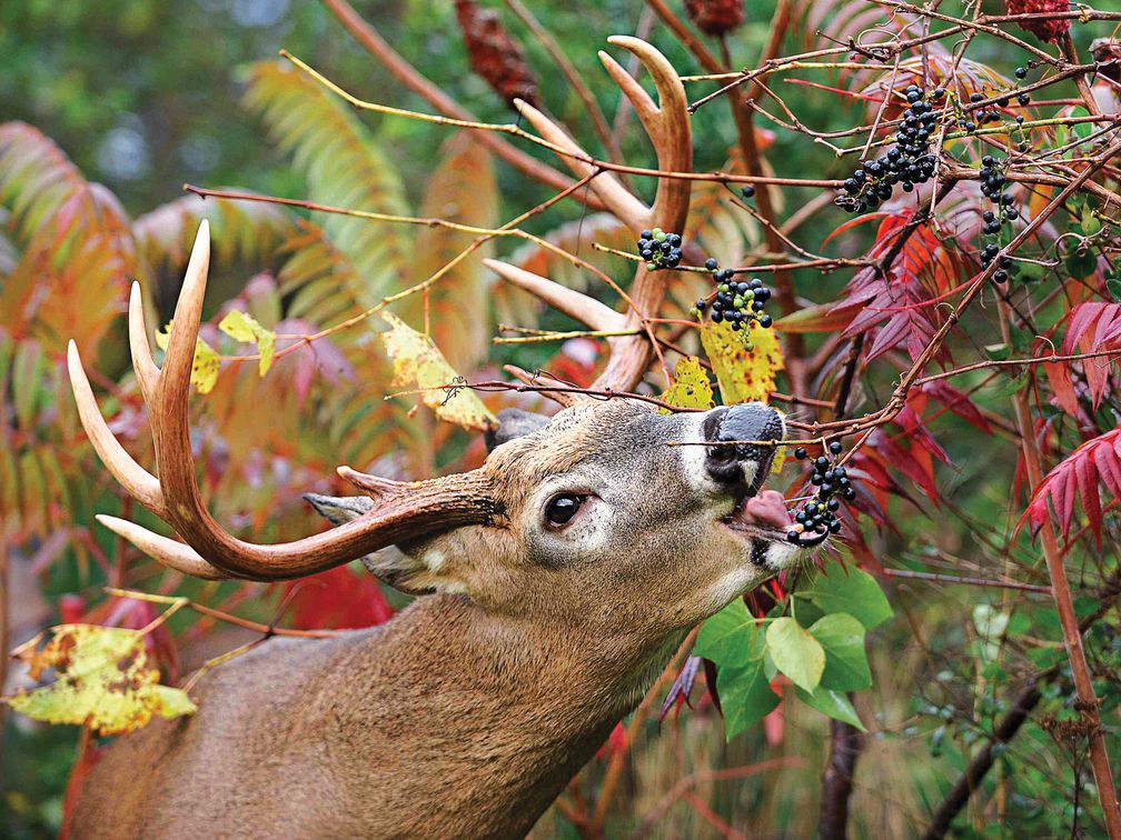 Best Deer Repellents | Deterrents