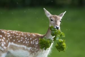 keeping deer out of your garden or yard