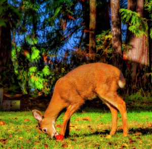 keeping deer out of garden