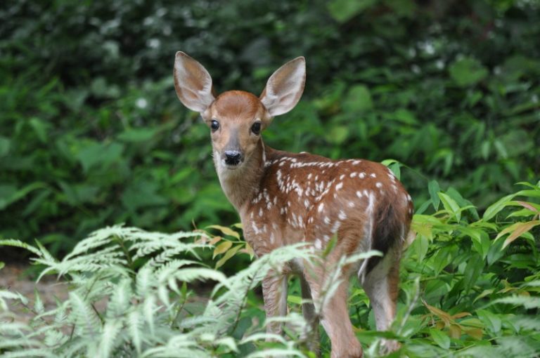 Best Deer Repellents | Deterrents