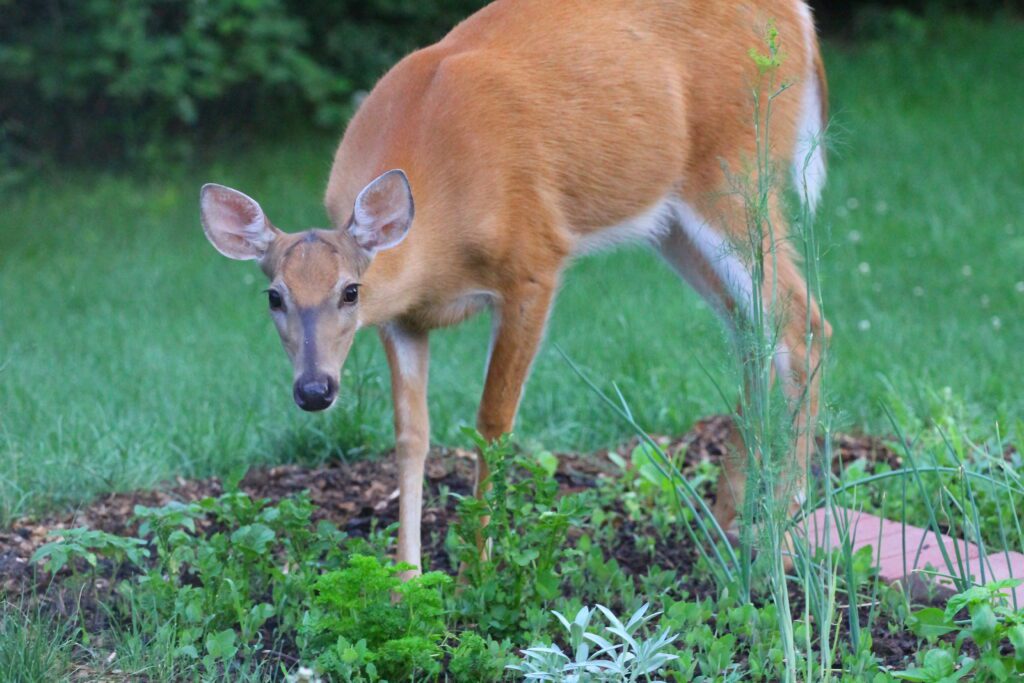 Deer Fence Safety - Wireless Deer Fence® - Innovative Deer Repellent