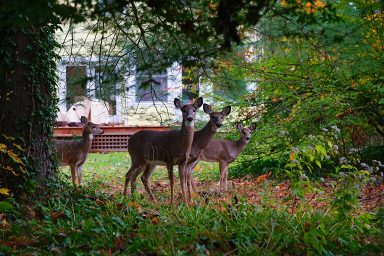 keeping deer out of your yard or garden - deer repellent