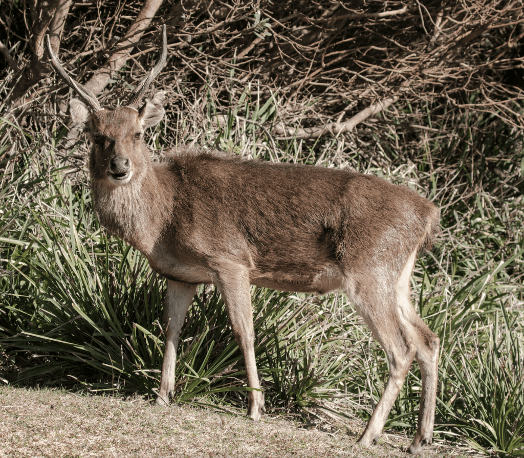 feral deer